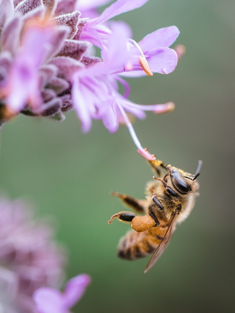 bee sipping on purple floewr